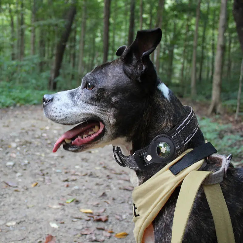 Convenient Tracker Pet Special Collar null